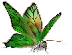Sophrologie pratique autonome papillon aurore boreale